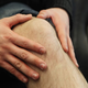 Illustration for article titled Area Mans Knee Making Weird Sound